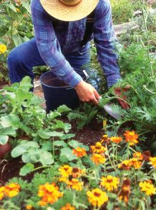 Natural Weed Control Image